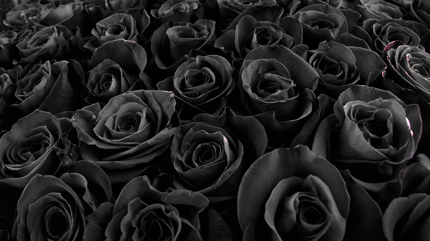 Beautiful Black Roses. Floral Background