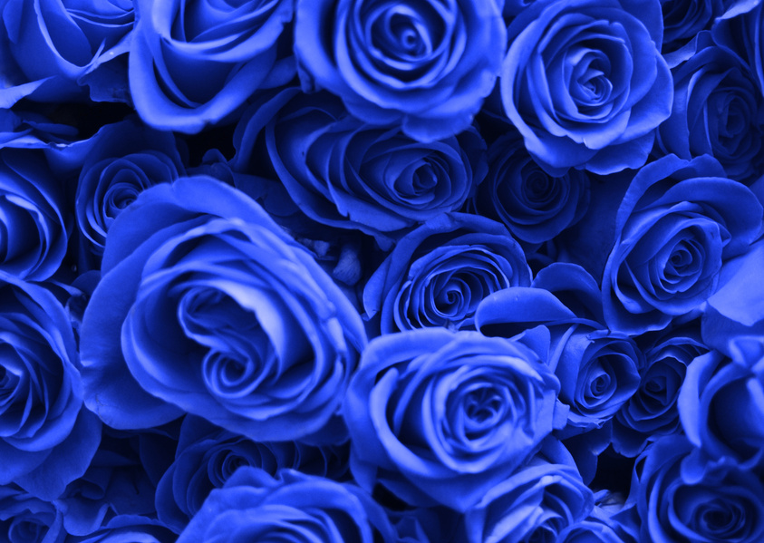 Blue Rose Flowers Buds Background