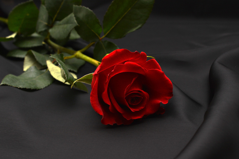 Rose Flower on Black Cloth