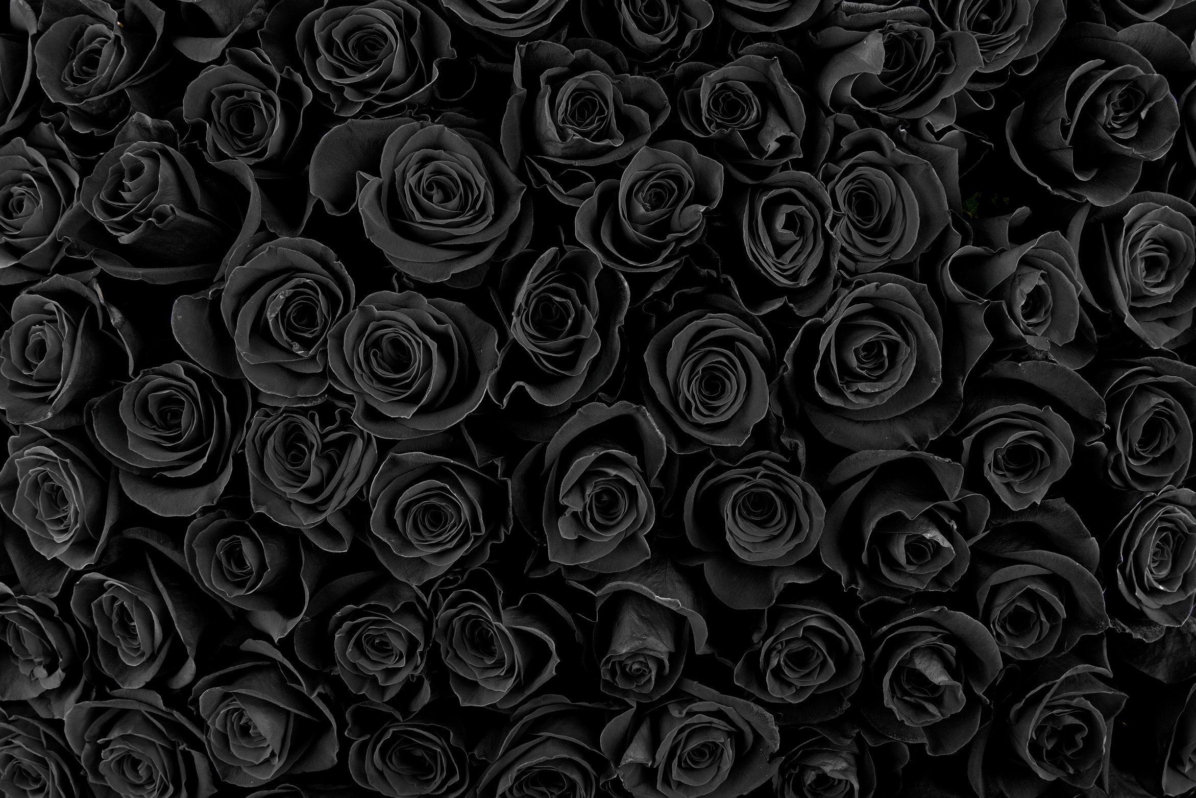 Beautiful Black Roses. Floral Background