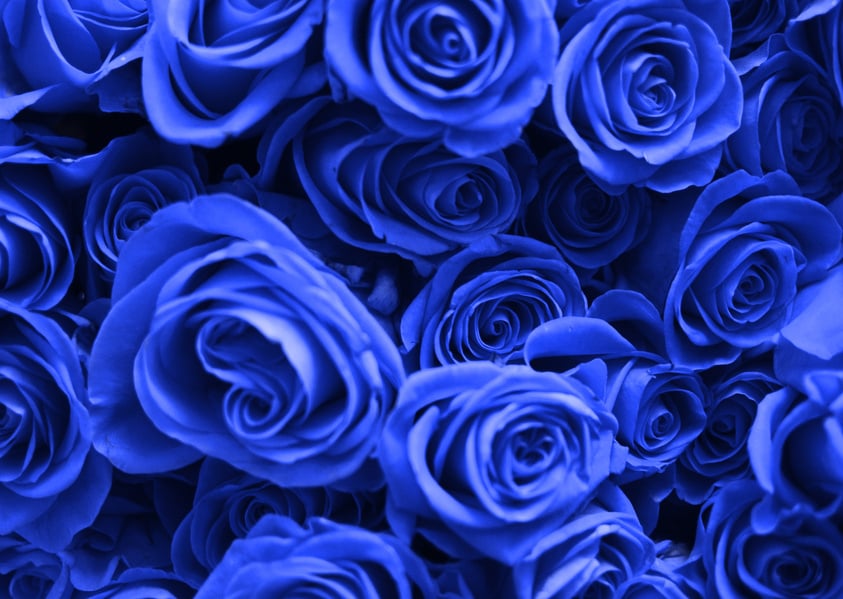 Blue Rose Flowers Buds Background